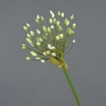 Umělé allium KATYNA, krémové, 70cm, Ø12cm