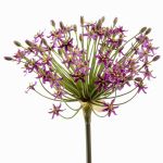 Umělé Allium BRAIS, fialové, 90cm, Ø20cm