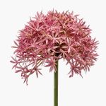 Umělé Allium ARNAU, tmavě růžové, 60cm, Ø10cm