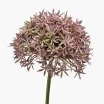 Umělé Allium ARNAU, růžové, 60cm, Ø10cm