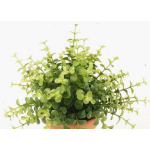 Art eukalyptus JOSHUA na tyči, zelený, 20cm, Ø17cm