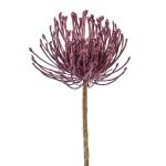Umělý květinový polštářek Protea ZIRMO, fialový, 50cm