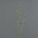 Umělá Stirlingia latifolia COLLAN, černobílá, 85cm