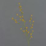 Umělá Stirlingia latifolia COLLAN, oranžová, 85cm