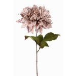 Sametová jiřinka MINBU, béžovo-růžová, světle lila, 60cm, Ø17cm