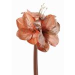 Sametový amarylis KIRSTY, lososový, 70cm, Ø13-15cm