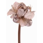 Sametový amarylis KIRSTY, béžovo-růžový, světle lila, 70cm, Ø13-15cm