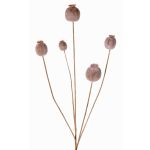 Umělá maková kapsle FILOMELA, světle hnědá, 75cm, Ø2-3,5cm