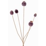 Umělá maková kapsle FILOMELA, tmavě hnědá, 75cm, Ø2-3,5cm