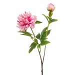 Dekorativní pivoňka BADIS, růžová, 75cm
