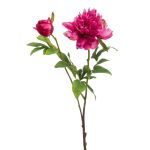 Dekorativní pivoňka BADIS, tmavě růžová, 75cm