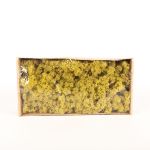 Pravý islandský mech SVEINBJÖRN, zelený kiwi, 500g