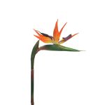 Umělá květina strelitzie DONGLIN, oranžovo-fialová, 85cm
