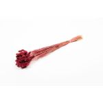 Sušená kanárská tráva BRAGILA v trsu, vínově červená, 50-75cm, Ø12cm