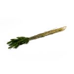 Sušená tráva Lagurus BORKA, trs, zelená, 55-75cm, Ø12cm