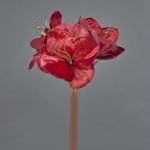 Sametový amarylis KIRSTY, červený, 70cm, Ø9cm