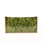 Pravý islandský mech SVEINBJÖRN, luční zelená, 500g
