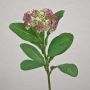Umělý květ Sedum telephium EILIDH, růžovo-krémový, 30cm