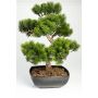 Umělý strom bonsai pínie SHADIA, s kořeny, v bonsajové míse, 50cm