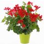Umělá květina pelargonie MIA na zápichu, červená, 40cm, Ø5-8cm