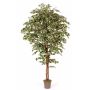 Umělý fíkus Benjamini LINETTE, přírodní stonky, zelenobílý, 150cm - Vyrobeno v Itálii