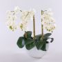 Art Phalaenopsis orchidej JASMIN v keramické misce, bílá, 40cm