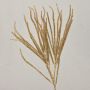 Umělá cedrová větev THEOBALD, třpytky, zlatá, 60cm