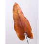 Umělý list kaládia DONALD, oranžovo-hnědý, 80cm