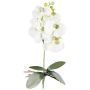 Dekorativní květina orchidej Phalaenopsis DRINTOR, stonek, kořeny, bílo-zelená, 40cm
