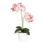 Dekorativní květina orchidej Phalaenopsis FRUXO, tyč, kořeny, růžová, 50cm