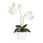 Dekorativní květina orchidej Phalaenopsis FRUXO, tyč, kořeny, bílá, 50cm