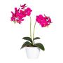 Dekorativní květina orchidej Phalaenopsis FRUXO, tyčinka, kořeny, růžová, 50cm