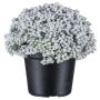 Umělý sukulent Sedum telephium NUKEF, bílý, 10cm