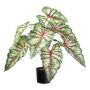 Dekorativní rostlina Caladium GRUSON, zeleno-červená, 65cm