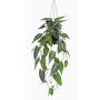 Dekorativní rostlina Alocasia Sanderiana závěsný koš URCO, dekorativní květináč, zelenobílý, 80cm