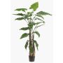 Umělá rostlina Alocasia Sanderiana ALBULA, zelená, 180cm