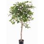 Umělý strom fuchsie MINERVA, skutečný kmen, s květy, jemná růžová, 90cm