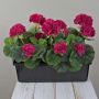 Umělé muškáty FLOREANA v květináči, 3 ks, růžové, 40 x 15 x 35 cm