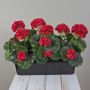 Umělé muškáty FLOREANA v květináči, 3 ks, červené, 40 x 15 x 35 cm