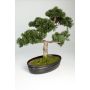 Umělý strom bonsai cedr JARNO, s kořeny, v květinové míse, 40cm