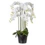Umělá orchidej Phalaenopsis LOPASY, kořeny, bílá, 110cm