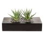 Umělý sukulent Aloe variegata FRONZ v dřevěné krabičce, zelenobílý, 24x11x14cm