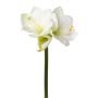 Dekorativní amarylis BELAV, bílo-zelený, 70cm, Ø5-13cm