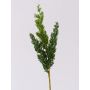 Dekorativní jalovcová větev STURNYN, zelená, 35cm
