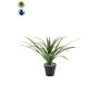 Umělá palma Yucca rostrata POLLYANNA, dekorativní květináč, crossdoor, 35cm