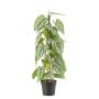 Umělá rostlina plamének květ RIFLEM, dekorativní květináč, vzdušné kořeny, zelená, 80cm