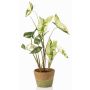Umělá rostlina Syngonium YOMREL v terakotovém květináči, zelenobílá, 60cm
