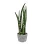 Dekorativní sukulent Sanseveria cylindrica FRINKAN v cementovém květináči, zelenožlutý, 45cm