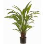 Dekorativní rostlina Calathea Rufibarba LEINANI, zelená, 80cm
