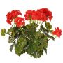 Dekorativní pelargonie MALINA na tyči, Crossdoor, červená, 40cm